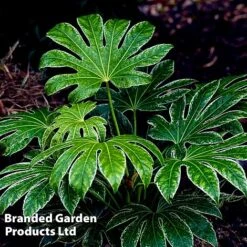 Fatsia Japonica 'Spiders Web' -Greenworld Zone FATS SPIDERWEB L27144