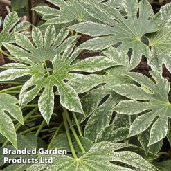 Fatsia Japonica 'Spiders Web' -Greenworld Zone FATS SPIDERWEB L27145