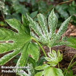 Fatsia Japonica 'Spiders Web' -Greenworld Zone FATS SPIDERWEB L271461