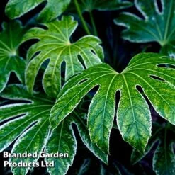 Fatsia Duo -Greenworld Zone FATS SPIDERWEB L27147