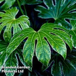 Fatsia Japonica 'Spiders Web' -Greenworld Zone FATS SPIDERWEB L271471