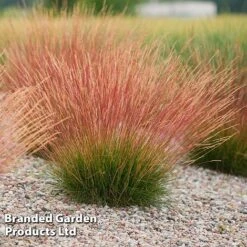 Festuca 'Sunrise' -Greenworld Zone FEST SUNRISE H40759