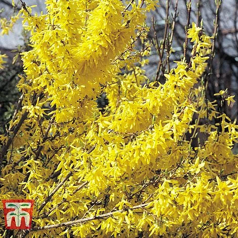 Forsythia X Intermedia 'Lynwood Variety' 2 Forsythia X Intermedia 'Lynwood Variety' - Image 2