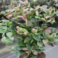 Fothergilla Major -Greenworld Zone FOTH T62045 A h