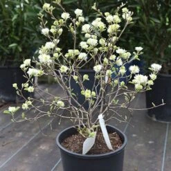 Fothergilla Major -Greenworld Zone FOTH T62045 B h
