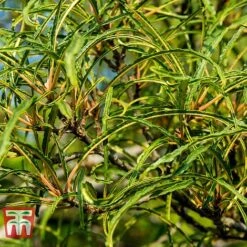 Rhamnus Frangula 'Asplenifolia' 5 Rhamnus Frangula 'Asplenifolia' -Greenworld Zone FRAN T66222 B