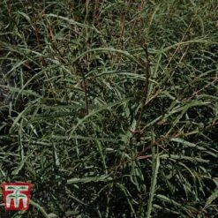 Rhamnus Frangula 'Asplenifolia' 6 Rhamnus Frangula 'Asplenifolia' -Greenworld Zone FRAN T66222 C