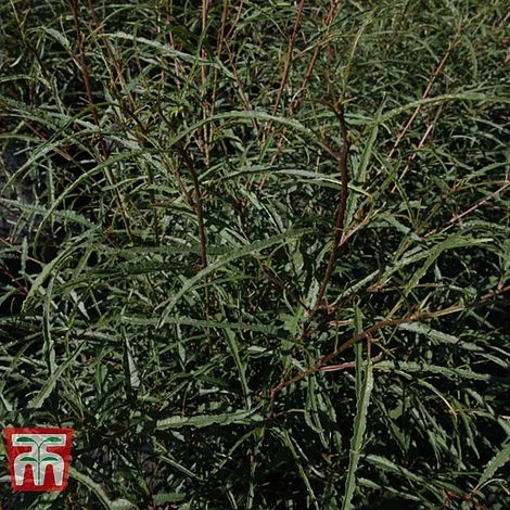 Rhamnus Frangula 'Asplenifolia' 3 Rhamnus Frangula 'Asplenifolia' - Image 3