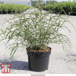 Rhamnus Frangula 'Asplenifolia' 7 Rhamnus Frangula 'Asplenifolia' -Greenworld Zone FRAN T66222 D