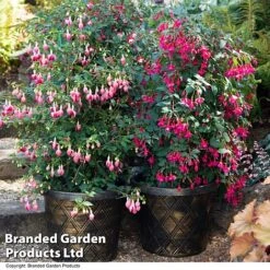 Fuchsia Whip Trio -Greenworld Zone FUCH WHIPCOLL T41434