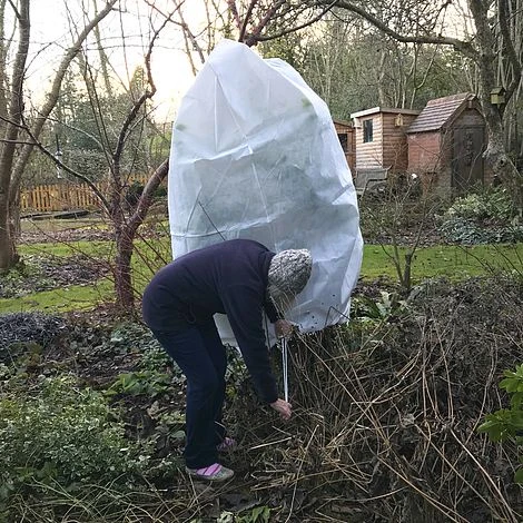 Ultimate Protection 50GSM Frost Fleece Plant Jacket - 1.6m Wide X 2m High 4 Ultimate Protection 50GSM Frost Fleece Plant Jacket - 1.6m Wide X 2m High - Image 4