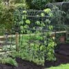 Garden Gear Pea & Bean Tunnel 1.8 X 1.8m