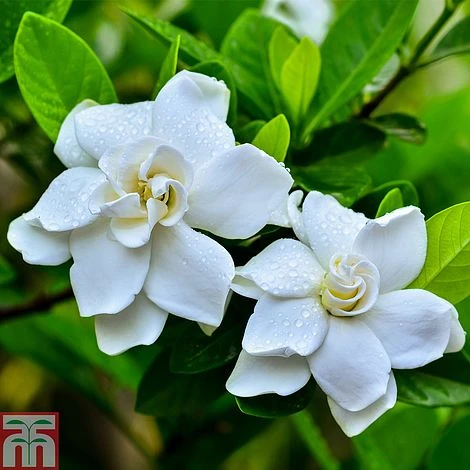 Gardenia 'Crown Jewels' 1 Gardenia 'Crown Jewels'