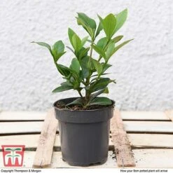 Gardenia 'Crown Jewels' 8 Gardenia 'Crown Jewels' -Greenworld Zone GARD P94550 D1