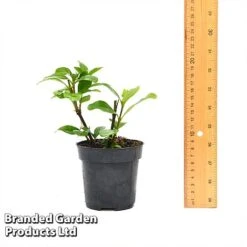 Gardenia 'Crown Jewels' 9 Gardenia 'Crown Jewels' -Greenworld Zone GARD CROWNJ9CM T44317