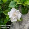 Gardenia Jasminoides 'Double Mint'