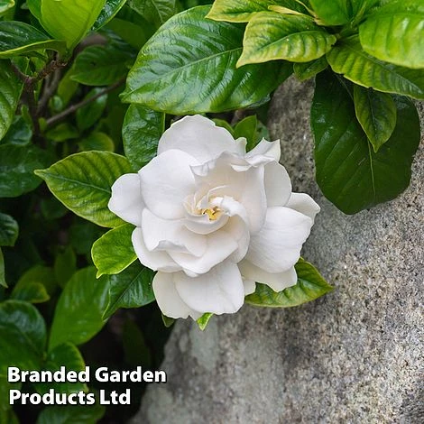 Gardenia Jasminoides 'Double Mint' 1 Gardenia Jasminoides 'Double Mint'