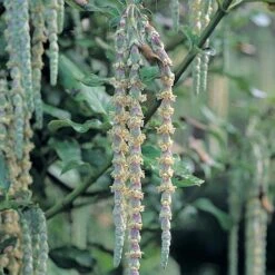Garrya Elliptica -Greenworld Zone GARR T44294 A h