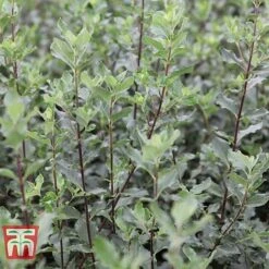 Garrya Elliptica -Greenworld Zone GARR T44294 D