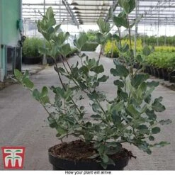 Garrya Elliptica -Greenworld Zone GARR T44294 E