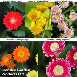 Gerbera Garvinea 'Cheeky Collection' 12 Gerbera Garvinea 'Cheeky Collection' -Greenworld Zone GERBERA COLL