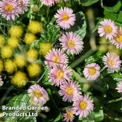 Gerbera Garvinea 'Cheeky Collection' 17 Gerbera Garvinea 'Cheeky Collection' -Greenworld Zone GERB CHEEKPINK F