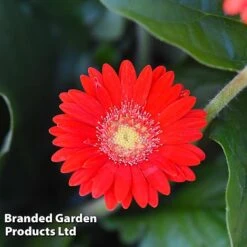 Gerbera Garvinea 'Cheeky Collection' 18 Gerbera Garvinea 'Cheeky Collection' -Greenworld Zone GERB CHEEKRED G