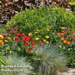 Gerbera Garvinea 'Cheeky Collection' 15 Gerbera Garvinea 'Cheeky Collection' -Greenworld Zone GERB CHEEKYMIX S49056