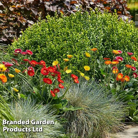 Gerbera Garvinea 'Cheeky Collection' 6 Gerbera Garvinea 'Cheeky Collection' - Image 6