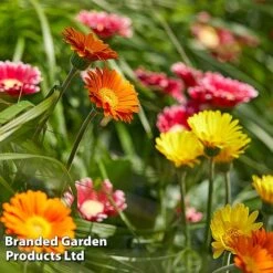 Gerbera Garvinea 'Cheeky Collection' 16 Gerbera Garvinea 'Cheeky Collection' -Greenworld Zone GERB CHEEKYMIX S49058