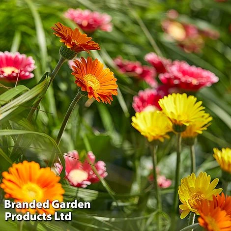 Gerbera Garvinea 'Cheeky Collection' 7 Gerbera Garvinea 'Cheeky Collection' - Image 7