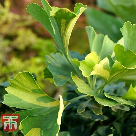 Ginkgo Biloba 'Mariken' 1 Ginkgo Biloba 'Mariken'