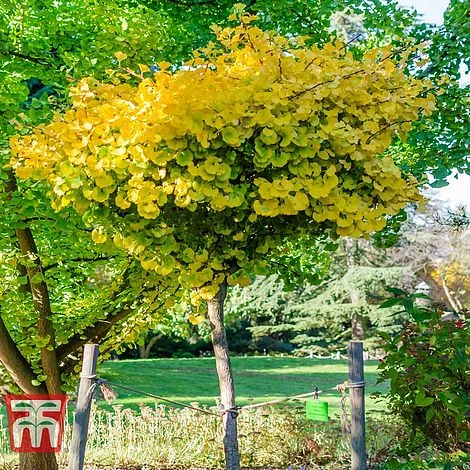 Ginkgo Biloba 'Mariken' 2 Ginkgo Biloba 'Mariken' - Image 2