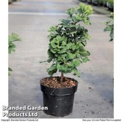 Ginkgo Biloba 'Mariken' 5 Ginkgo Biloba 'Mariken' -Greenworld Zone GINK MARIKEN3L S19945