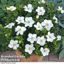 Gardenia Jasminoides 'Kleim's Hardy' 7 Gardenia Jasminoides 'Kleim's Hardy' -Greenworld Zone Gardenia kleim 4