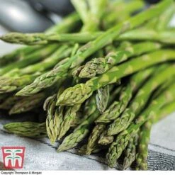 Asparagus Collection (Spring Planting) -Greenworld Zone Gijnlim Asparagus2