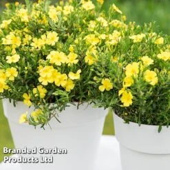 Halimium 'April Sun' -Greenworld Zone HALI APRILSUN S17150