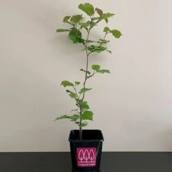 Hazel Tree (Corylus Avellana) Grown By Cotswold Trees -Greenworld Zone HAZEL1