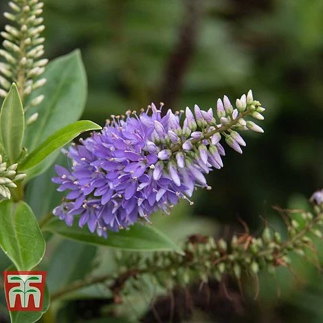 Hebe 'Mrs Winder' 1 Hebe 'Mrs Winder'