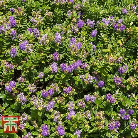 Hebe 'Mrs Winder' 2 Hebe 'Mrs Winder' - Image 2