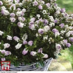 Hebe 'High Voltage' -Greenworld Zone HEBE T71349 C