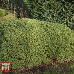 Hebe Pinguifolia 'Pagei' -Greenworld Zone HEBE T80291 B