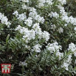 Hebe Pinguifolia 'Pagei'