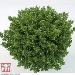 Hebe Pinguifolia 'Pagei' -Greenworld Zone HEBE T80291 D