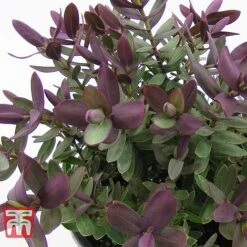 Hebe 'Super Red' -Greenworld Zone HEBE TKA0891 B