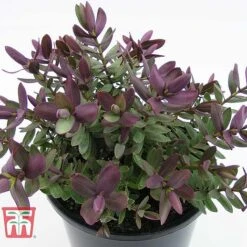 Hebe 'Super Red' -Greenworld Zone HEBE TKA0891 C