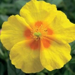 Helianthemum 'Ben Fhada' -Greenworld Zone HELI T64194 B h