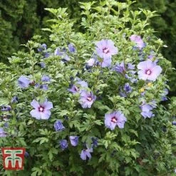 Hibiscus Syriacus 'Oiseau Bleu' -Greenworld Zone HIBI T58192 C