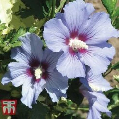 Hibiscus Syriacus 'Oiseau Bleu' -Greenworld Zone HIBI T58192 D