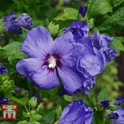 Hibiscus Syriacus 'Oiseau Bleu' -Greenworld Zone HIBI T58192 E